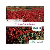 Leaderplantcom - 11 Photinia Carré Rouge pot de 2