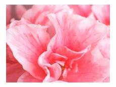 Papier peint - fleurs roses de l'azalée 200x154 cm