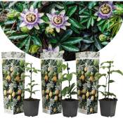Passiflora Edulis - Set de 3 - Plantes grimpante -