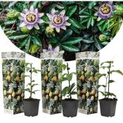 Plant In A Box - Passiflora Edulis - Set de 3 - Plantes grimpante - Pot 9cm - Hauteur 25-40cm - Violet