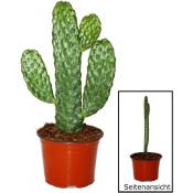 Road Kill Cactus - Consolea rubescens - Cactus à oreilles plates - Pot 12cm