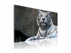 Tableau - tigre blanc-90x60 A1-N1399-DK