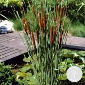 Bloomique - Typha latifolia - Scirpe - Plante de bassin - Rustique - ⌀9 cm - ↕15-25 cm