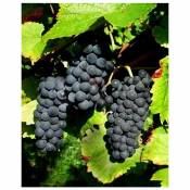 Vigne Pinot - Le plant. Hauteur livrée 20-40 cm. - Willemse
