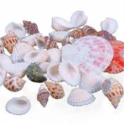 100 g de coquillages de mer pour décoration d'aquarium