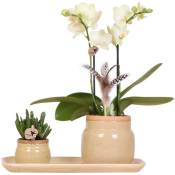 Colibri Orchidées - Set de plantes vertes avec orchidée