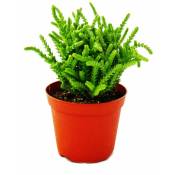 Exotenherz - Plante succulente - Crassula lycopodioides - queue de souris - en pot de 8,5cm