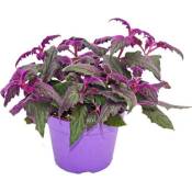 Gynura Purple Passion - feuille de velours - ortie velours - plante violette 12cm