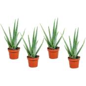 Plant In A Box - Aloe Vera - Set de 4 - Succulentes - ⌀10,5cm - Hauteur 25-40cm - Vert