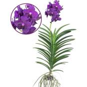 Plant In A Box - Vanda Velvet Blackberry - Orchidée