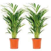 Bloomique - 2x Dypsis Lutescens - Palmier doré - Plante d'intérieur - Facile d'entretien - ⌀17 cm - ↕60-70 cm