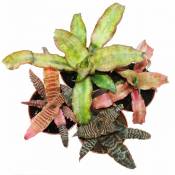 Ensemble de 4 Terres Bromelia - Cryptanthus - feuillage coloré - Idéal pour terrariums