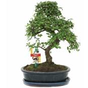 Exotenherz - Orme chinois bonsaï - Ulmus parviflora