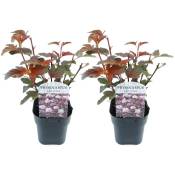 Physocarpus 'Dame en rouge' - Set de 2 - Physocarpe - ⌀17cm - Hauteur 30-40cm - Rose