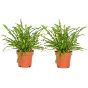 Plant In A Box - Nephrolepis Duffi - Fougère frisée - Set de 2 - ⌀ 12cm - Hauteur 25-40cm - Vert