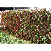 treillis osier feuilles laurier rouge 1m x 2m