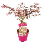 Plant In A Box - Acer palmatum 'Extravaganza' - Erable