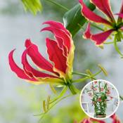 Plant In A Box - Gloriosa Rothschildiana - Set de 3