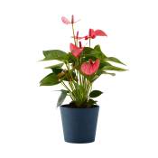 Plante d'intérieur - Anthurium rose 50 cm en pot bleu