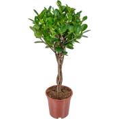 Bloomique - Ficus Microcarpa 'Moclame' - Plante résistante