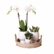 Ensemble de vie d'intérieur avec plantes d'intérieur faciles d'entretien - y compris décoration - prix tout compris 'set white'