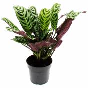 Exotenherz - Plante d'ombrage audible avec de grands motifs de feuilles - Ctenanthe burle-marxii - Marante - Korbmarante - pot de 14cm - env. 40cm de