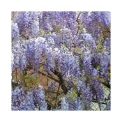 Javoy Plantes - Glycine de Chine bleue - wisteria sinensis