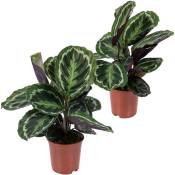 Bloomique - 2x Calathea 'Medaillon' - Plante Paon - Plante d'intérieur - Purificateur d'air - ⌀14 cm - ↕40-45 cm