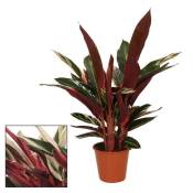 Exotenherz - Plante d'ombre au motif de feuille inhabituel - Calathea triostar - Pot de 14 cm - Hauteur d'environ 50 cm