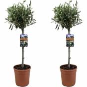Plant In A Box - Olea Europaea - Olivier sur tige - Set de 2 - Pot 19cm - Hauteur 80-90cm
