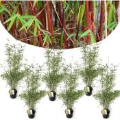 Plant In A Box - 6 Fargesia Red Dragon - Bambou rouge et non invasif - Pot 17cm - Hauteur 60-80cm - Vert