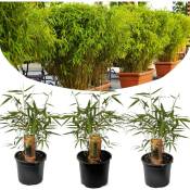 Plant In A Box - Fargesia Rufa - Set de 3 - Bambou