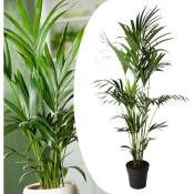 Plant In A Box - Howea forsteriana - Kentia - Palmier