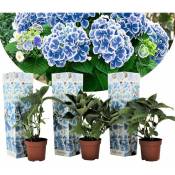 Hydrangea bicolor 'Bavaria Bleu' - Hortensia - Set