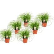Plant In A Box - Cyperus - Set de 6 - Herbe à chat - ⌀ 12cm - Hauteur 30-40cm - Vert