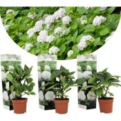Plant In A Box - Hydrangea macrophylla - Blanc - Set