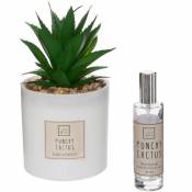 Coffret Senteur Cactus Plante décorative et son spray de parfum - Cactus - Atmosphera