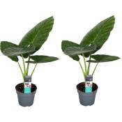 Plant In A Box - Alocasia Odora - Set de 2 - Oreille