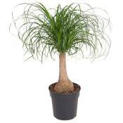 Plant In A Box - Beaucarnea recurvata - Tige robuste - Pot 21cm - Hauteur 60-70cm - Vert