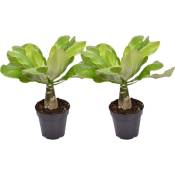 Plant In A Box - Brighamia Insignis - Set de 2 - Palmier hawaïen - Pot 12cm - Hauteur 25-35cm - Jaune