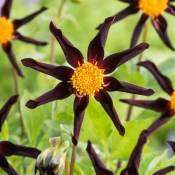 Plant In A Box - Dahlia 'Verrone's Obsidian' - Lot de 3 - Tubercules - Bloomers d'été - Violet