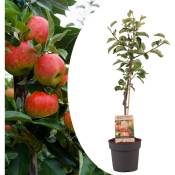 Plant In A Box - Malus domestica - Pommier - Malus