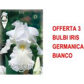 Offre 3 bulbes iris germanica blanc