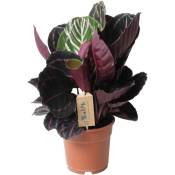 Plant In A Box - Calathea 'Dottie' - Pot 17cm - Hauteur 30-40cm - Plante d'intérieur - Vert