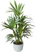 Plante d'intérieur - Palmier Kentia de 90cm en pot