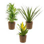 Bloomique - 3x Mélange de plantes d'intérieur tropicales