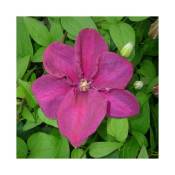 Clématite 'Rahvarinne' à grandes fleurs rouge-violet