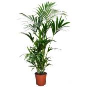 Plant In A Box - Palmier Kentia - Howea Forsteriana