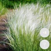 2x Stipa tenuifolia 'Ponytails' - Herbe à plumes -