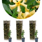 Bloomique - 3x Trachelospermum Étoile de Toscane – Jasmin de Toscane – Rustique – ⌀9 cm - ↕15-20 cm